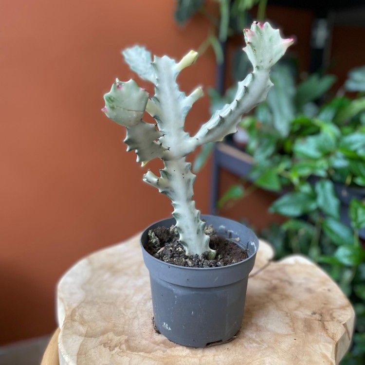 euphorbia white ghost  wilczomlecz (1).jpg