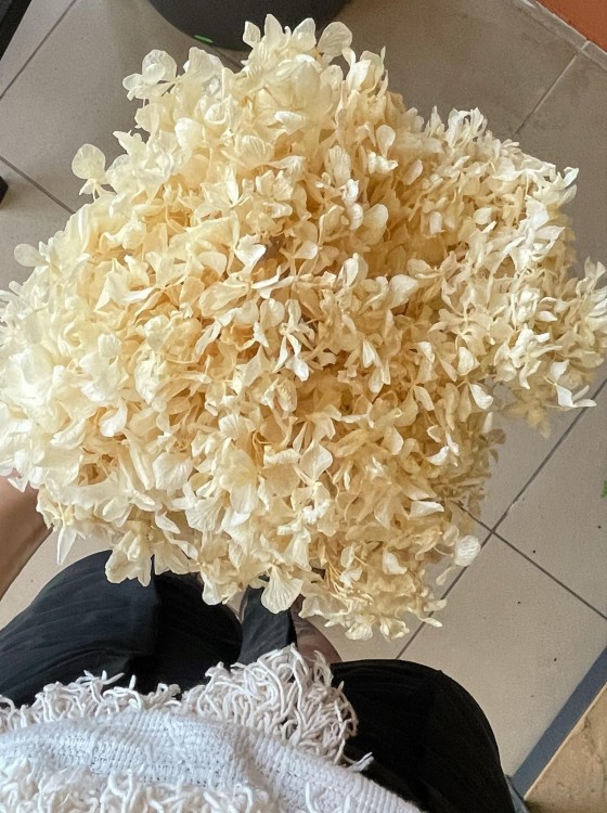 Hortensja (hydrangea) stabilizowana - wybielana WYBIELANA -Bukiet (3).jpg