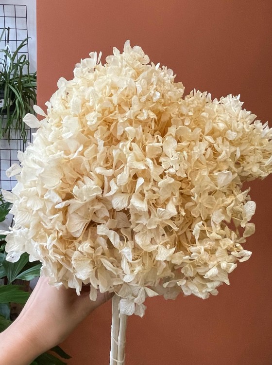 Hortensja (hydrangea) stabilizowana - wybielana WYBIELANA -Bukiet (4).jpg