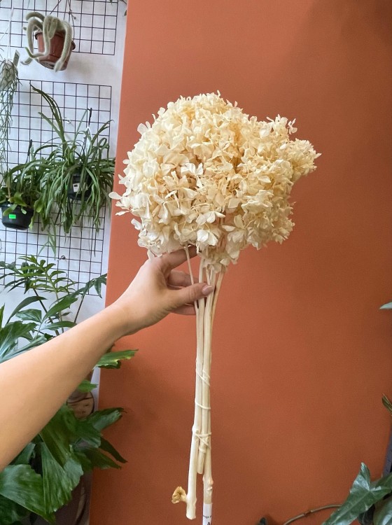 Hortensja (hydrangea) stabilizowana - wybielana WYBIELANA -Bukiet (5).jpg