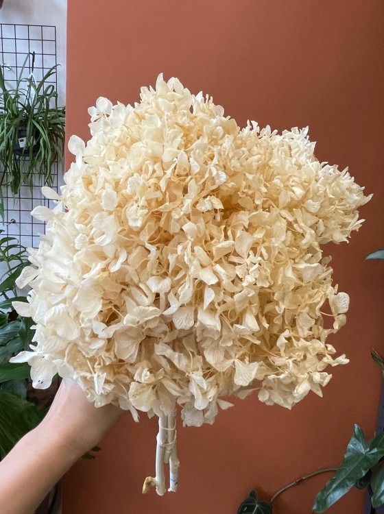 Hortensja (hydrangea) stabilizowana - wybielana WYBIELANA -Bukiet (8).jpg