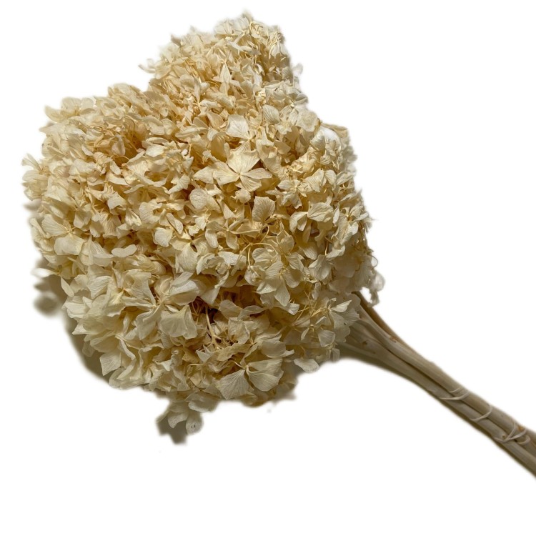 Hortensja (hydrangea) stabilizowana - wybielana WYBIELANA -Bukiet (2).jpg