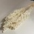 Sorgo millo suszone (Sorghum) – bielone, bukiet 10 sztuk, A10  (5).jpg