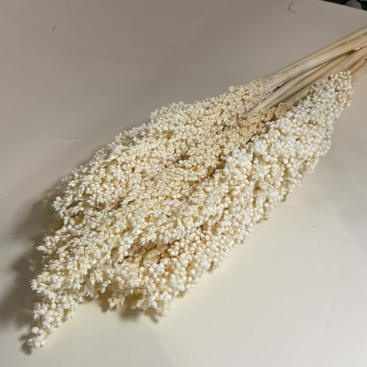 Sorgo millo suszone (Sorghum) – bielone, bukiet 10 sztuk, A10  (5).jpg