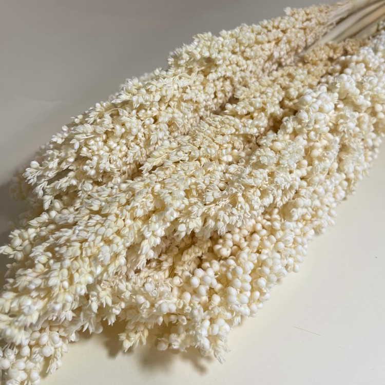 Sorgo millo suszone (Sorghum) – bielone, bukiet 10 sztuk, A10  (6).jpg