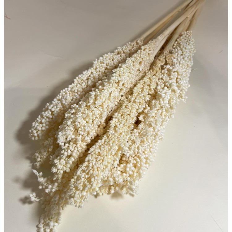 Sorgo millo suszone (Sorghum) – bielone, bukiet 10 sztuk, A10  (8).jpg