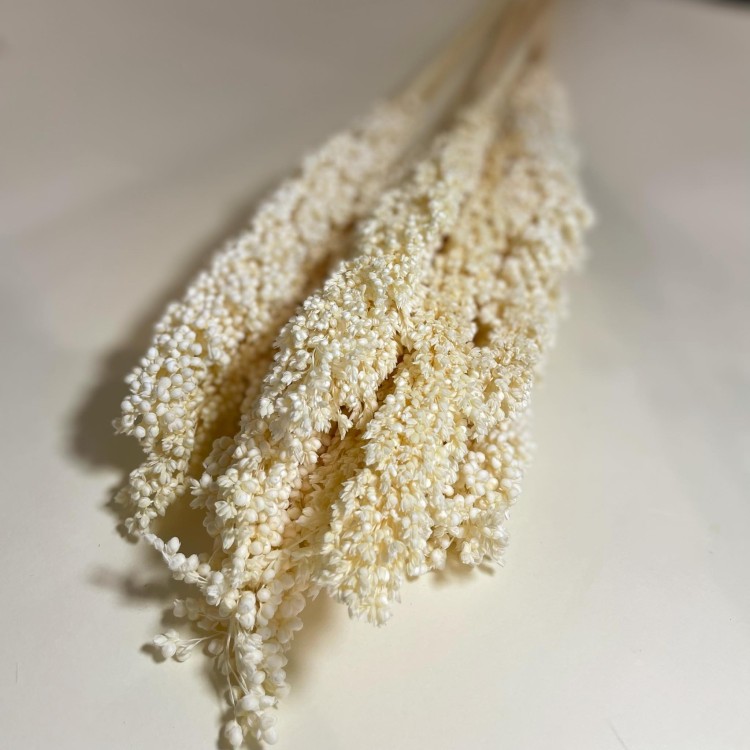 Sorgo millo suszone (Sorghum) – bielone, bukiet 10 sztuk, A10  (10).jpg