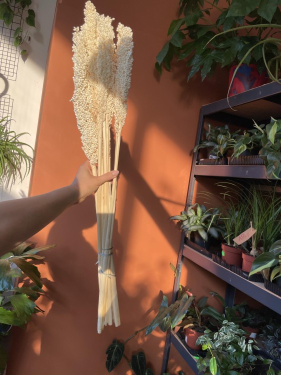 Sorgo millo suszone (Sorghum) – bielone, bukiet 10 sztuk, A10  (13).jpg