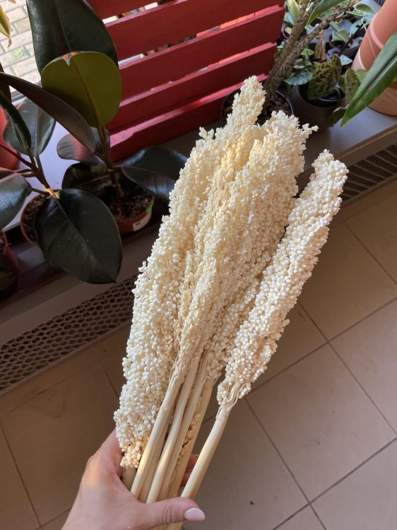 Sorgo millo suszone (Sorghum) – bielone, bukiet 10 sztuk, A10  (14).jpg