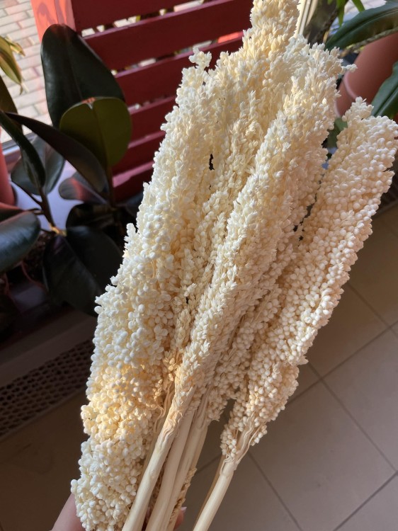 Sorgo millo suszone (Sorghum) – bielone, bukiet 10 sztuk, A10  (15).jpg