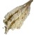 Sorgo millo suszone (Sorghum) – bielone, bukiet 10 sztuk, A10  (1).jpg