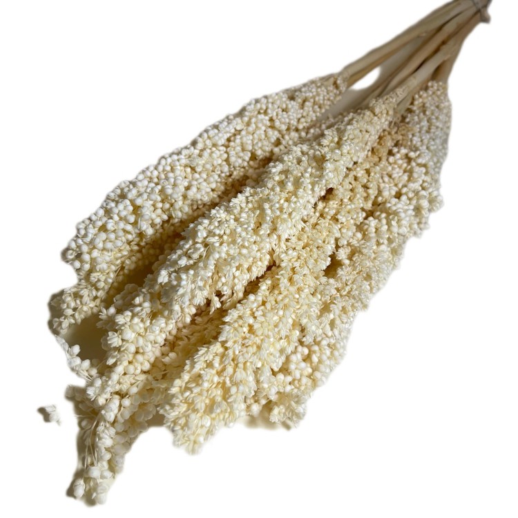 Sorgo millo suszone (Sorghum) – bielone, bukiet 10 sztuk, A10  (1).jpg