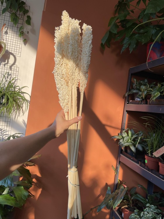 Sorgo millo suszone (Sorghum) – bielone, bukiet 10 sztuk, A10  (2).jpg