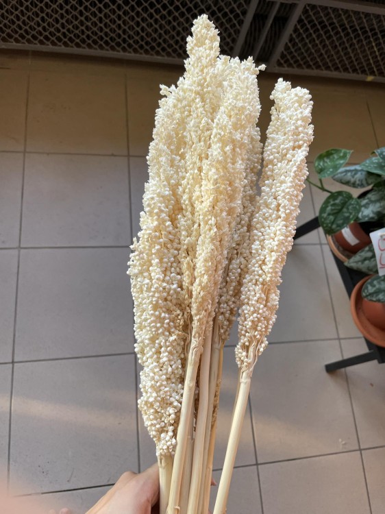 Sorgo millo suszone (Sorghum) – bielone, bukiet 10 sztuk, A10  (4).jpg