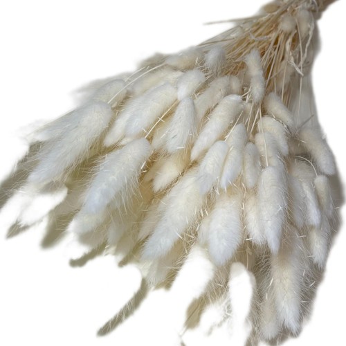 Dmuszek Jajowaty (Lagurus) – Bielony  (2).jpg