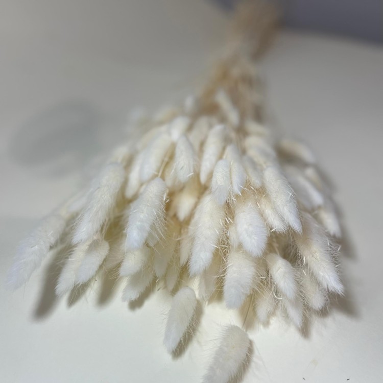 Dmuszek Jajowaty (Lagurus) – Bielony  (3).jpg