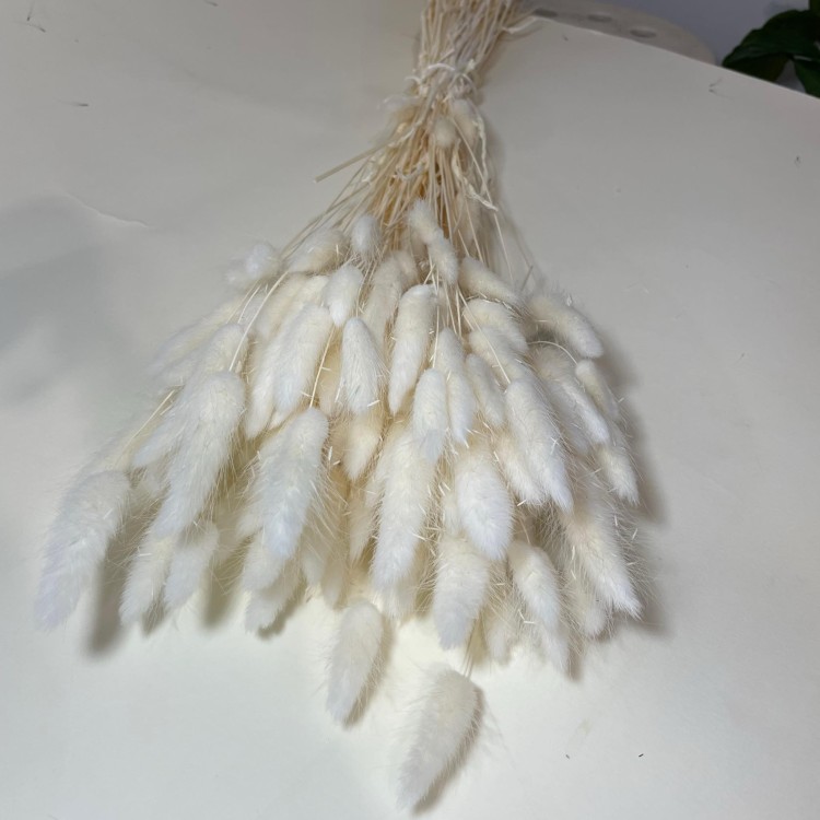 Dmuszek Jajowaty (Lagurus) – Bielony  (4).jpg