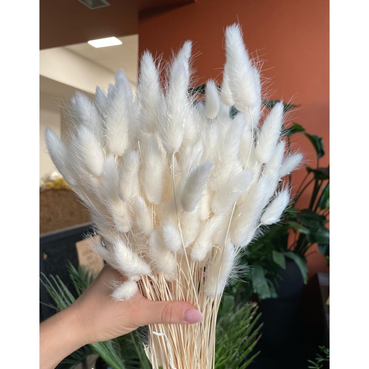 Dmuszek Jajowaty (Lagurus) – Bielony  (6).jpg