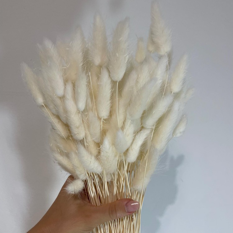 Dmuszek Jajowaty (Lagurus) – Bielony  (1).jpg