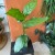 ficus hispida (2).jpg