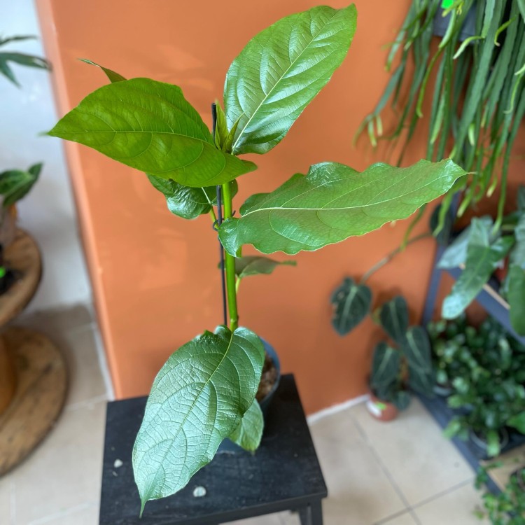 ficus hispida (2).jpg