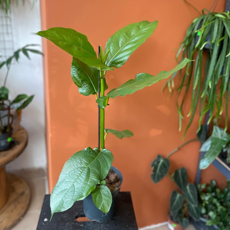 ficus hispida (3).jpg