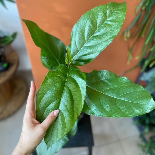 ficus hispida (4).jpg