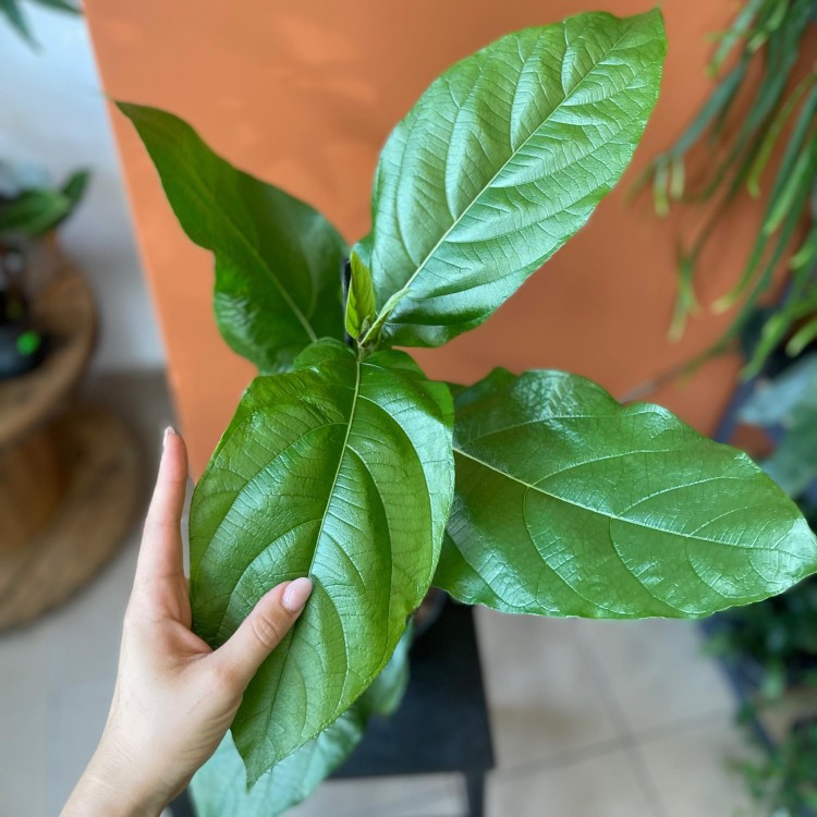 ficus hispida (4).jpg