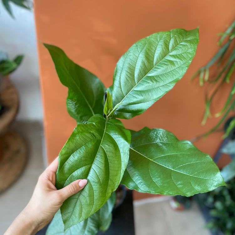 ficus hispida (5).jpg