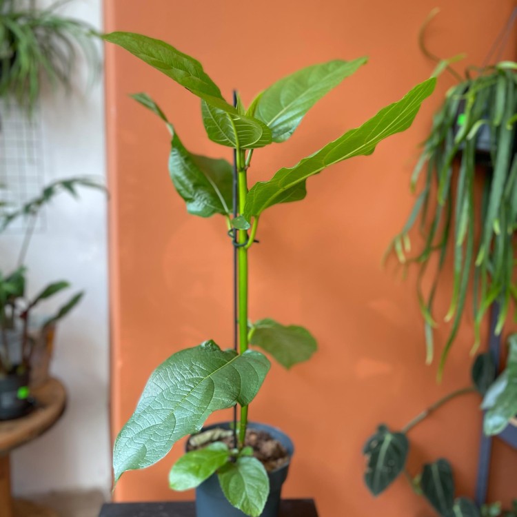 ficus hispida (1).jpg