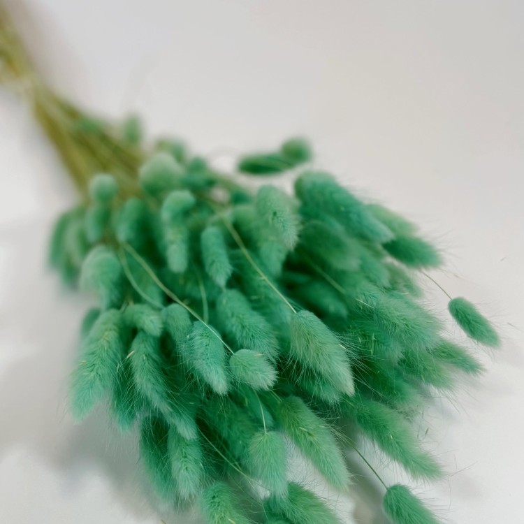 Dmuszek jajowaty (Lagurus) – 60 cm Miętowy (11).jpg