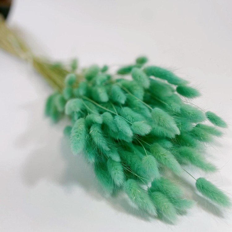 Dmuszek jajowaty (Lagurus) – 60 cm Miętowy (13).jpg