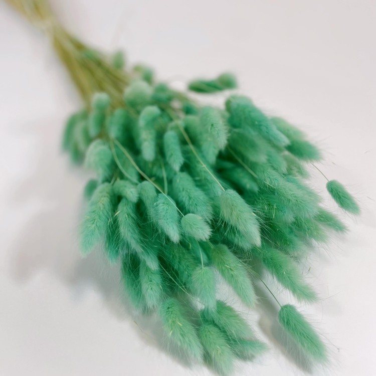 Dmuszek jajowaty (Lagurus) – 60 cm Miętowy (1).jpg