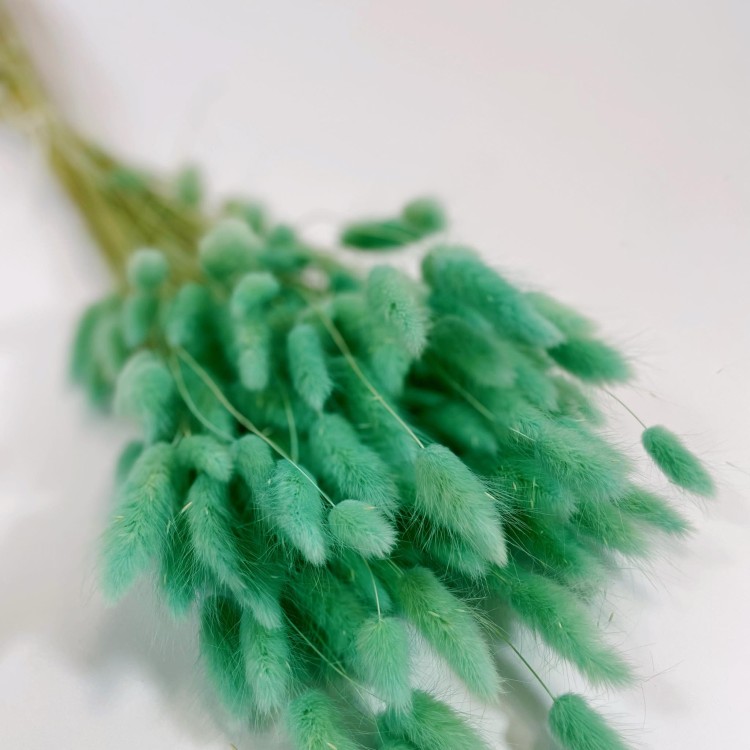 Dmuszek jajowaty (Lagurus) – 60 cm Miętowy (2).jpg