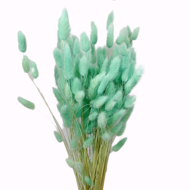 Dmuszek jajowaty (Lagurus) – 60 cm Miętowy (4).jpg