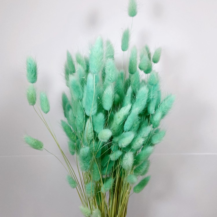 Dmuszek jajowaty (Lagurus) – 60 cm Miętowy (5).jpg