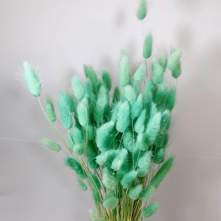 Dmuszek jajowaty (Lagurus) – 60 cm Miętowy (7).jpg