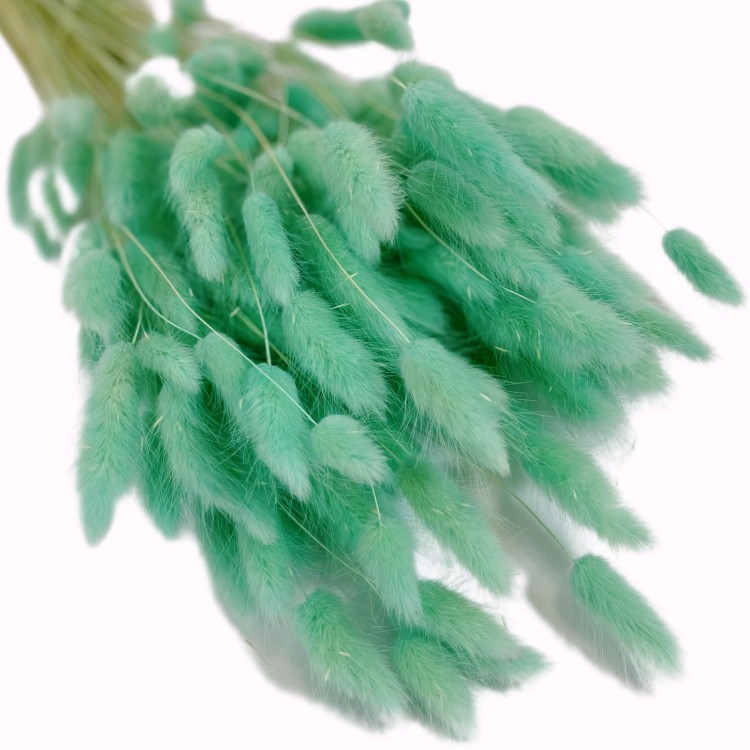 Dmuszek jajowaty (Lagurus) – 60 cm Miętowy (8).jpg