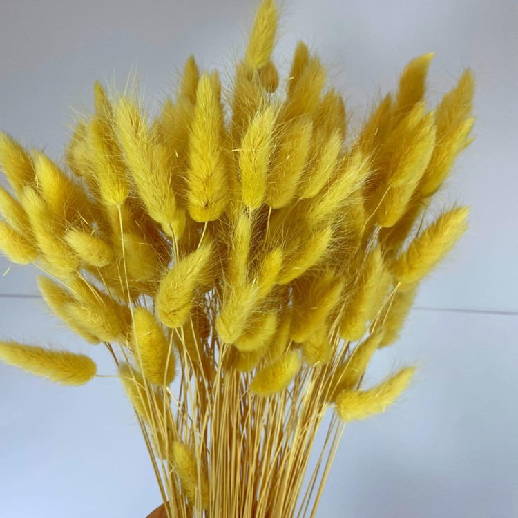 Dmuszek Jajowaty (Lagurus) – Waniliowy  (5).jpg