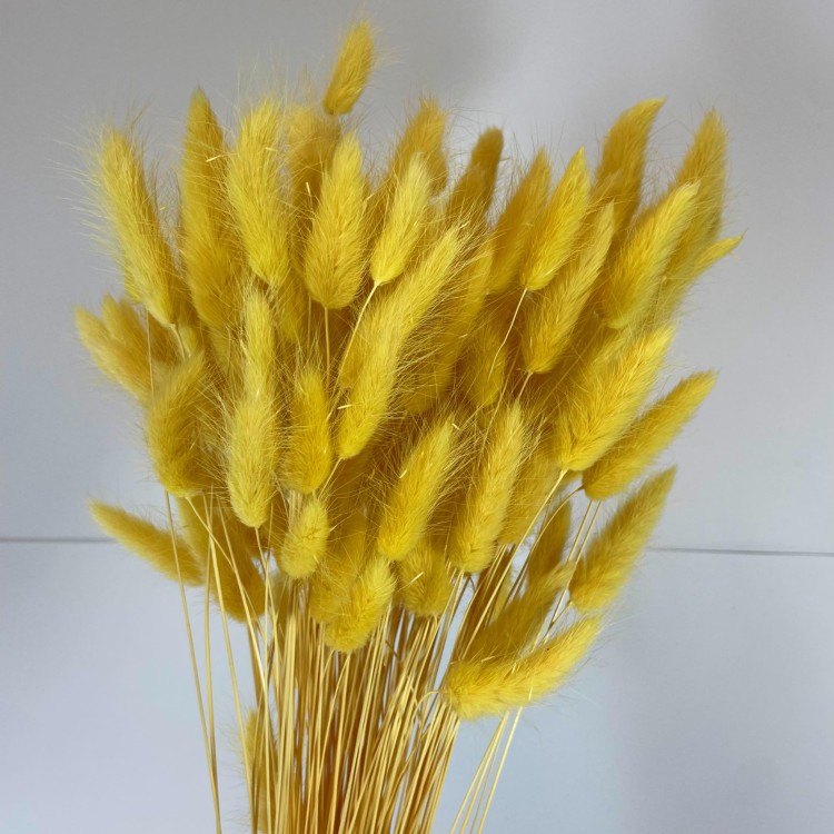 Dmuszek Jajowaty (Lagurus) – Waniliowy  (6).jpg