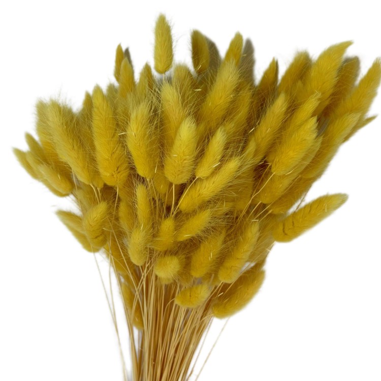 Dmuszek Jajowaty (Lagurus) – Waniliowy  (7).jpg