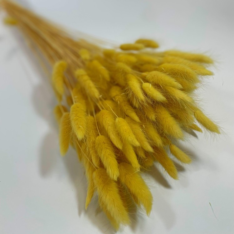 Dmuszek Jajowaty (Lagurus) – Waniliowy  (8).jpg