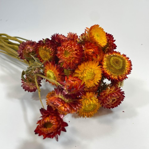 Kocanka Suszona (Helichrysum) – Czerwona (2).jpg