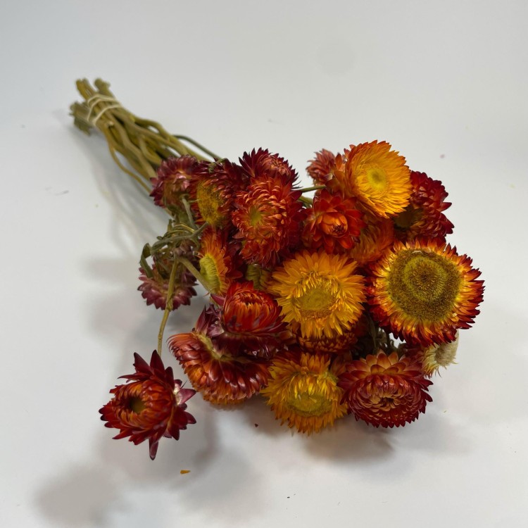Kocanka Suszona (Helichrysum) – Czerwona (3).jpg