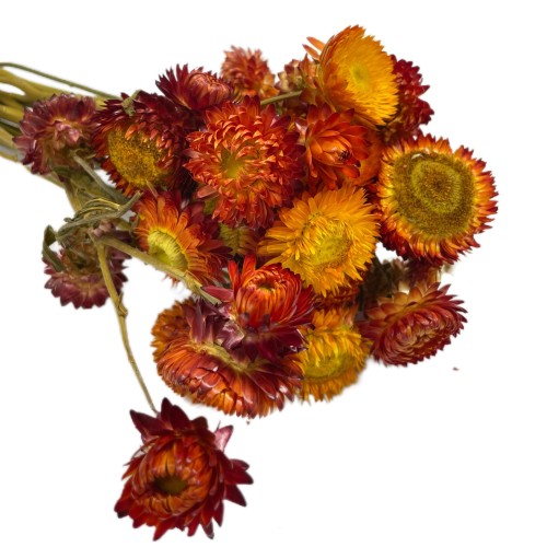 Kocanka Suszona (Helichrysum) – Czerwona (4).jpg