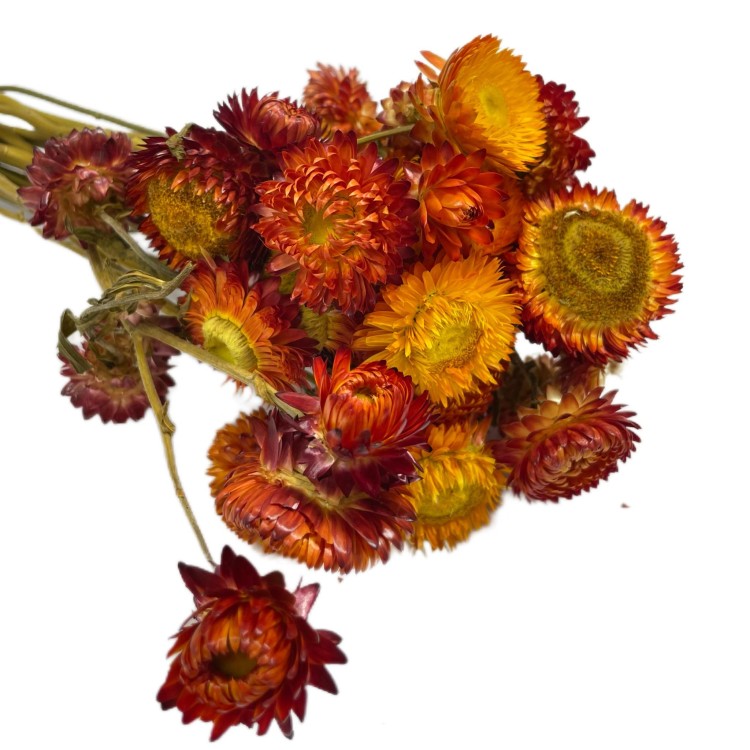 Kocanka Suszona (Helichrysum) – Czerwona (4).jpg