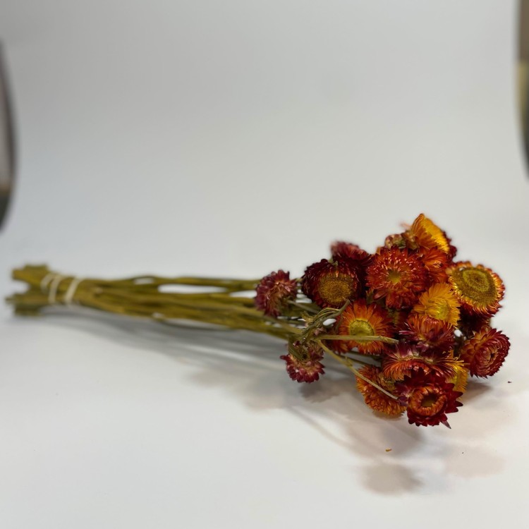 Kocanka Suszona (Helichrysum) – Czerwona (5).jpg