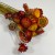 Kocanka Suszona (Helichrysum) – Czerwona (1).jpg