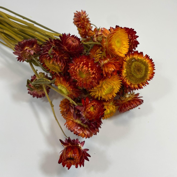 Kocanka Suszona (Helichrysum) – Czerwona (1).jpg