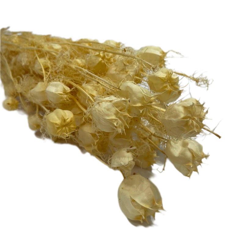 Czarnuszka Suszona (Nigella Damascena) - Bielona (2).jpg